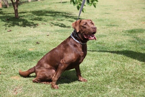 labrador corpo (K9).jpg